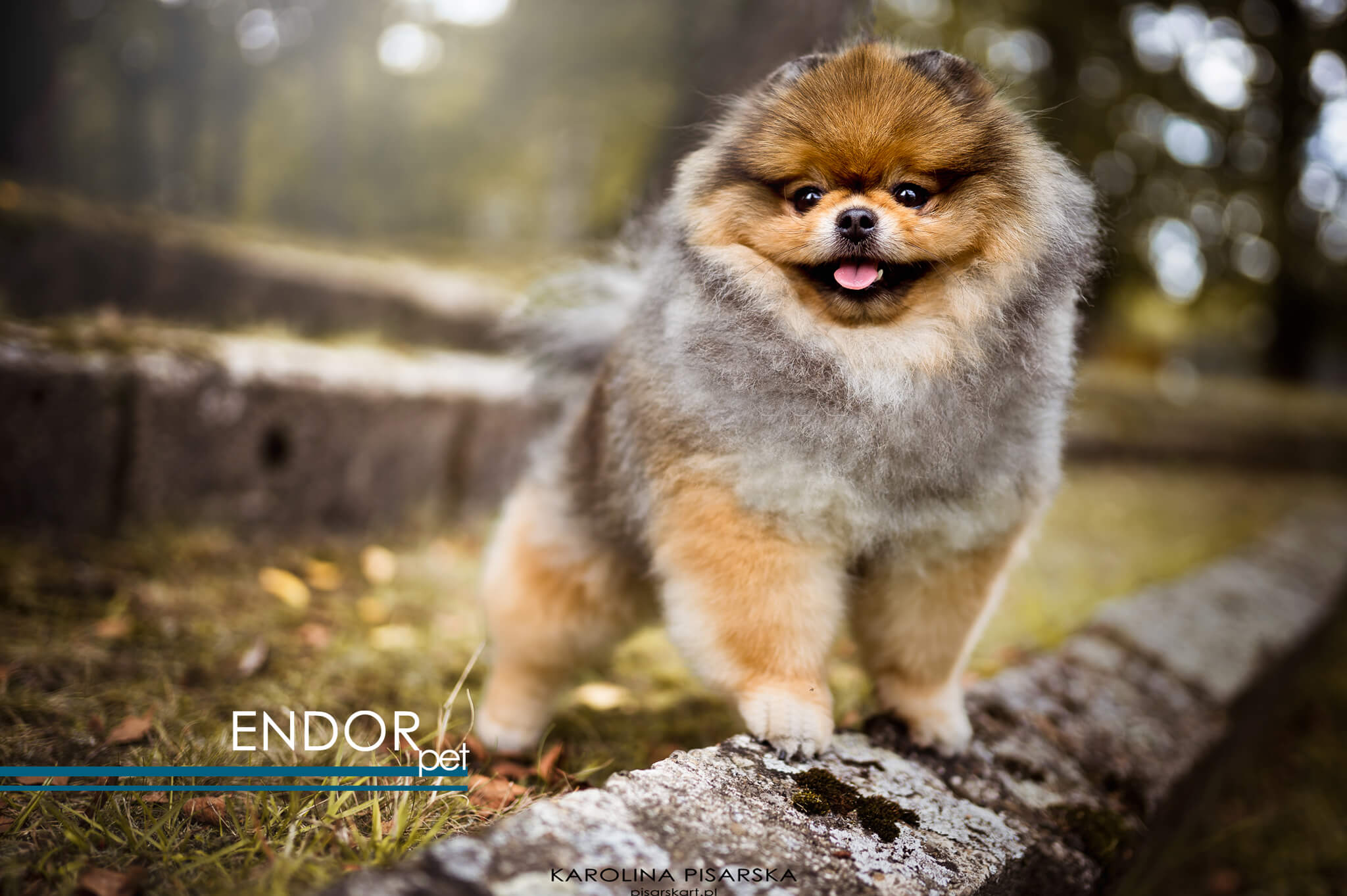 Pies pomeranian z ZKwP