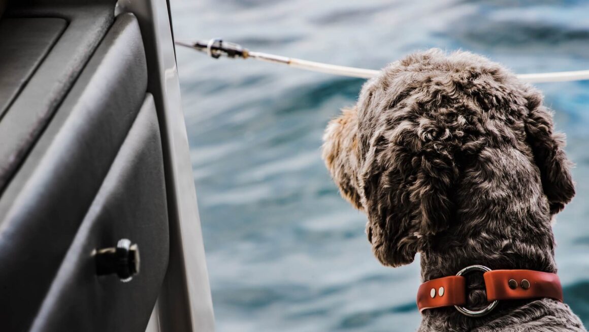 Olej z łososia dla psa – Ranking styczeń 2026