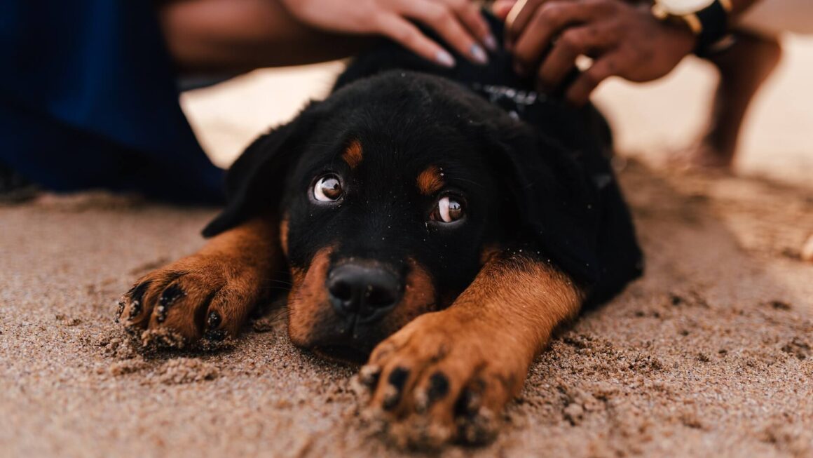 Jaki probiotyk dla psa? Ranking styczeń 2026