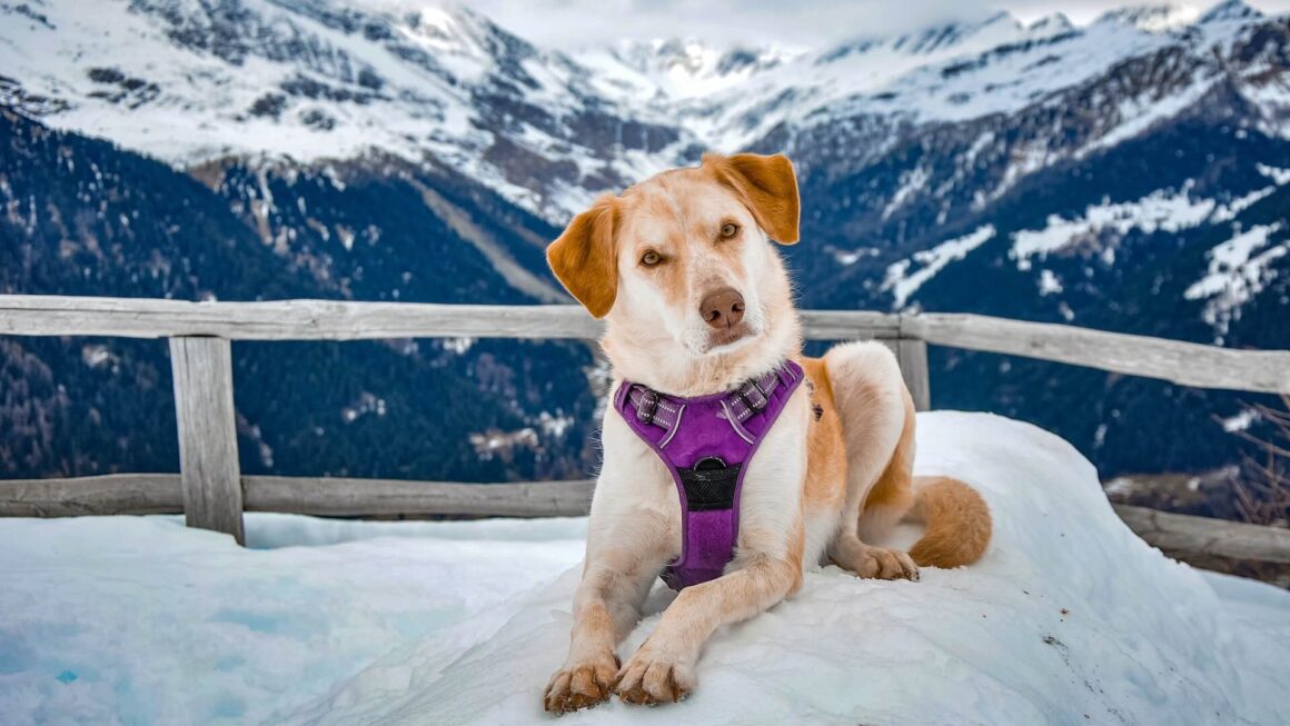 Jakie szelki dla psa? Ranking na styczeń 2026