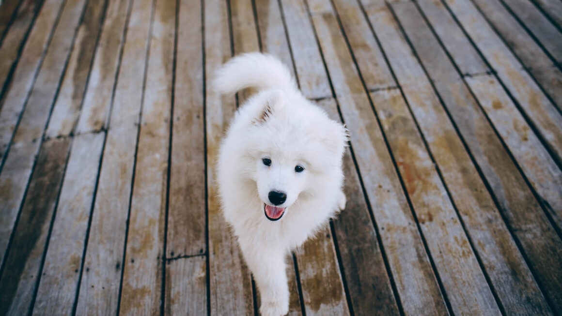 Karma hipoalergiczna dla psa – Ranking styczeń 2026