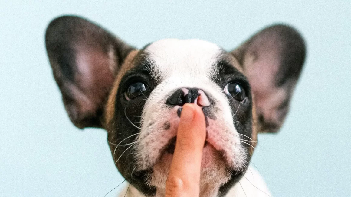 Jakie szelki dla szczeniaka? Ranking na styczeń 2026