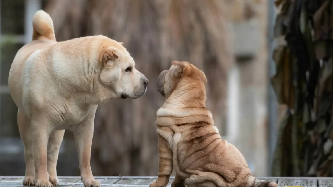 Najlepsza karma dla psa z alergią skórną – Ranking maj 2024