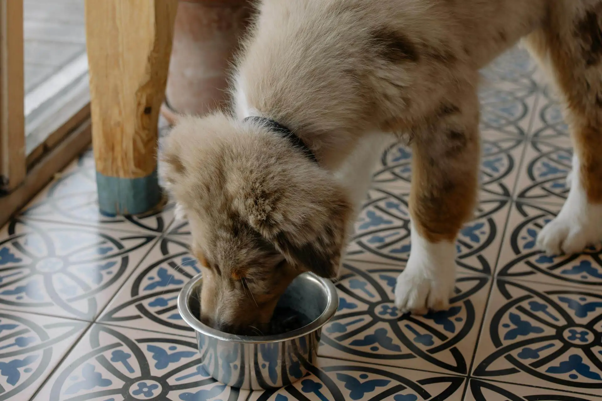 szczeniak jedzący porcję karmy suchej dla psów