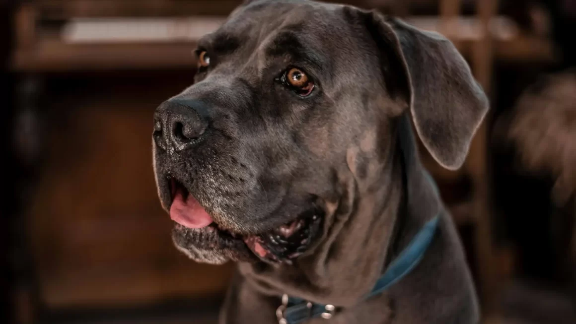 Karma dla Cane Corso – Ranking na październik 2025