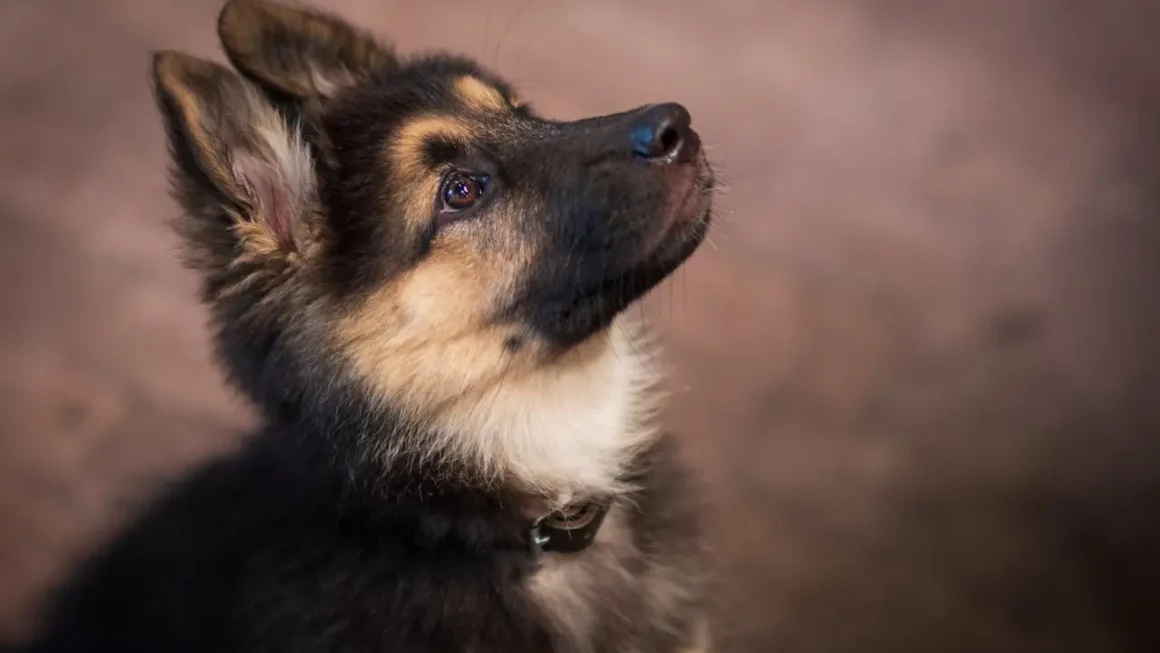 Ile kosztuje wyrobienie rodowodu dla psa?