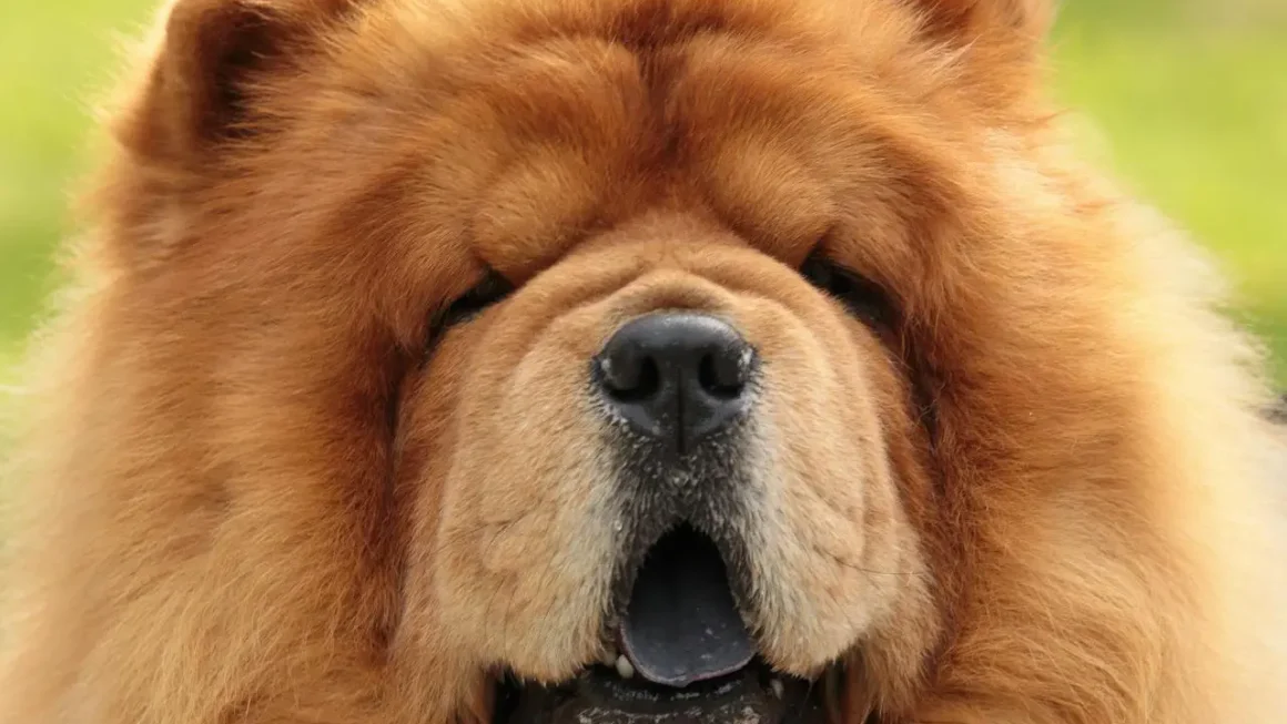 Chow chow – ile kosztuje szczeniak w 2026 roku?