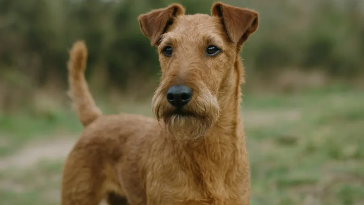 Ile kosztuje Irish Terrier? Aktualne ceny na 2026 rok