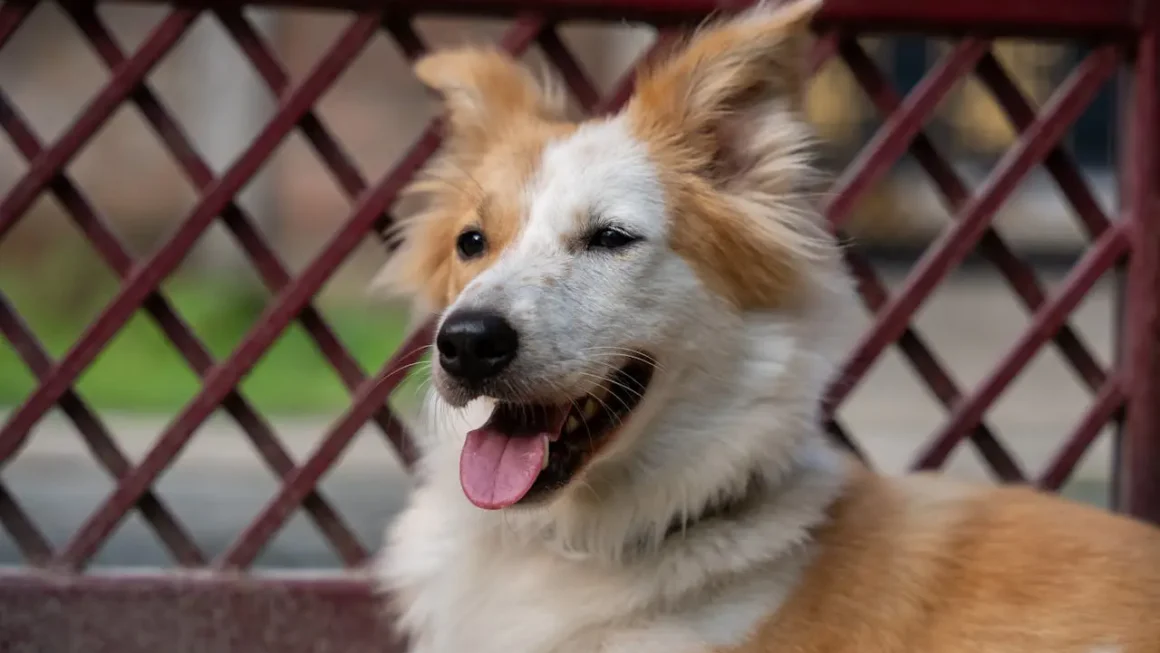 Islandzki szpic pasterski – ile kosztuje owczarek z dobrej hodowli w 2026?