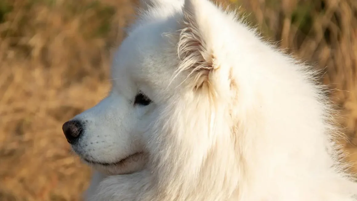 Samoyed – ile kosztuje w 2026 roku? Kompletny poradnik