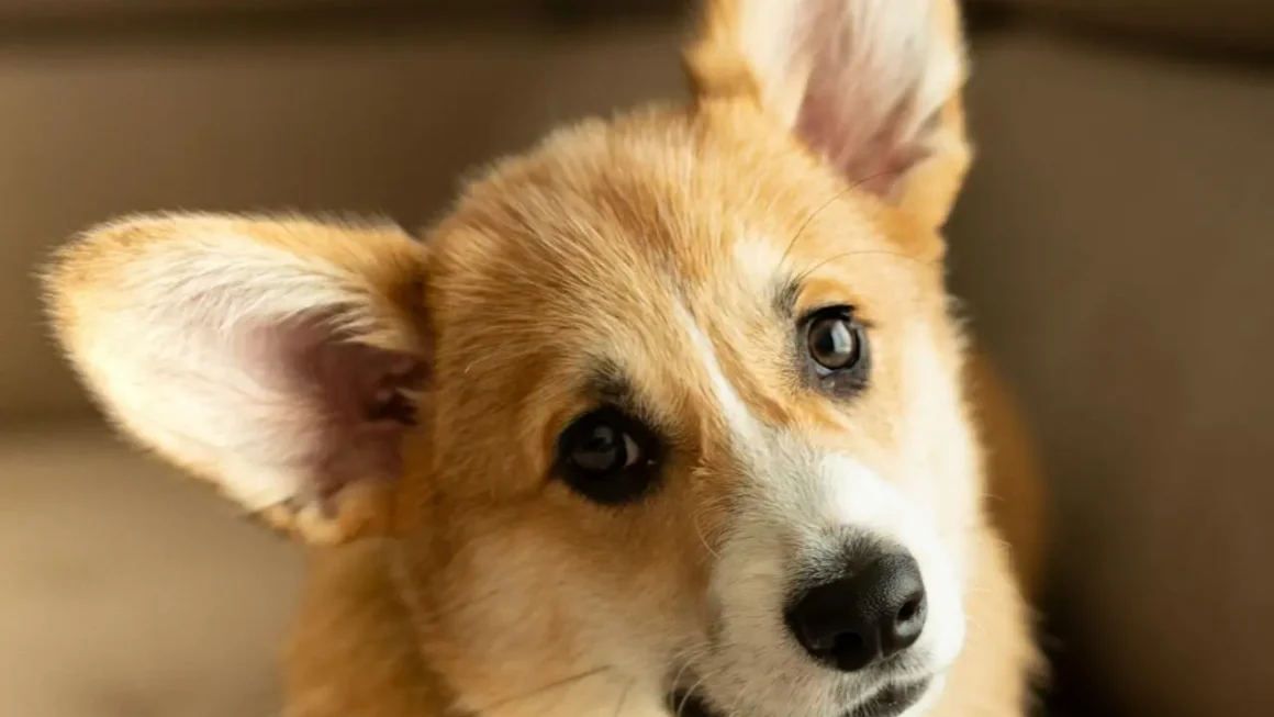 Jak sprawdzić, czy hodowla jest w ZKwP?