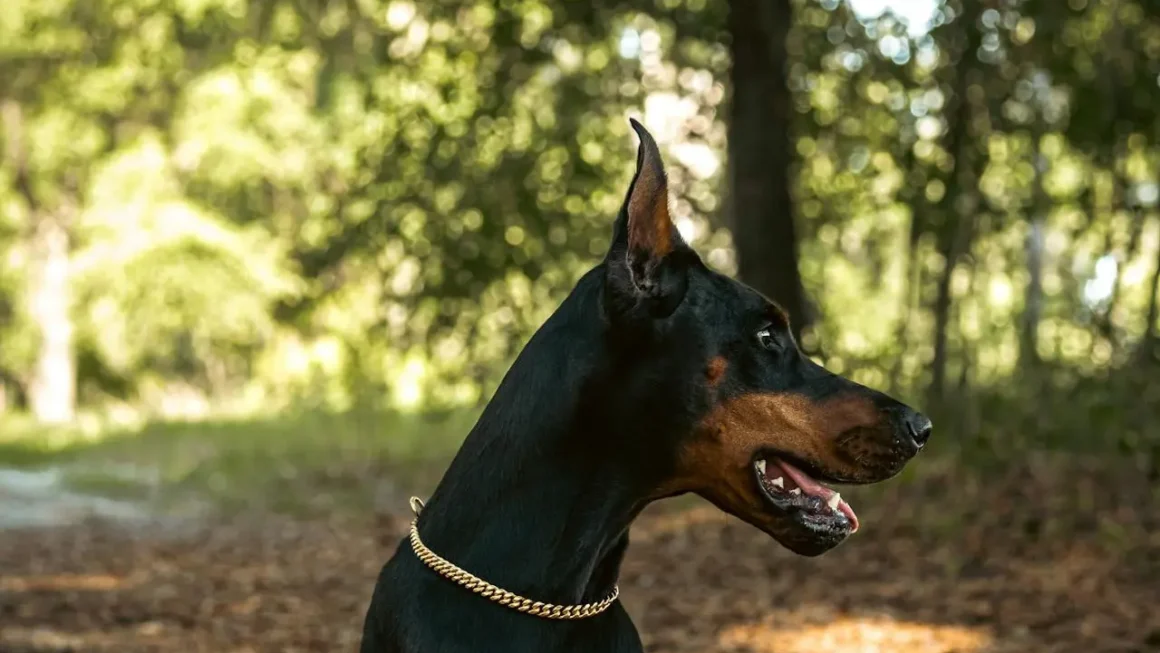 Doberman – ile kosztuje zakup i utrzymanie psa tej rasy w 2026 roku?