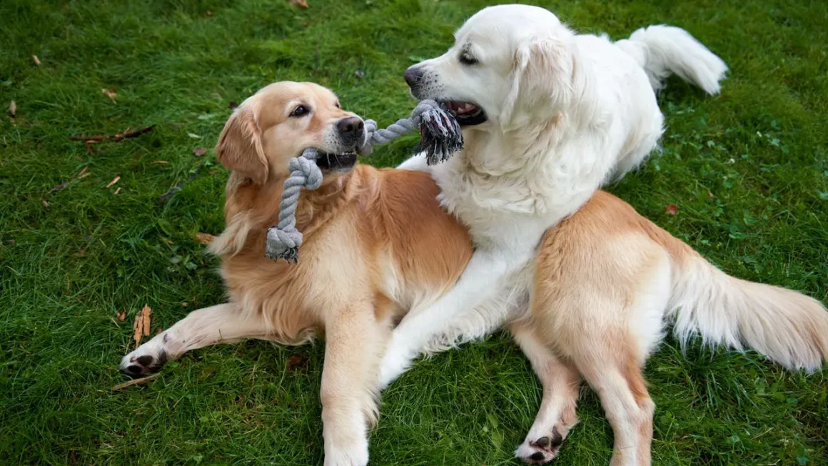 Golden retriever – ile kosztuje i od czego zależy cena w 2026?