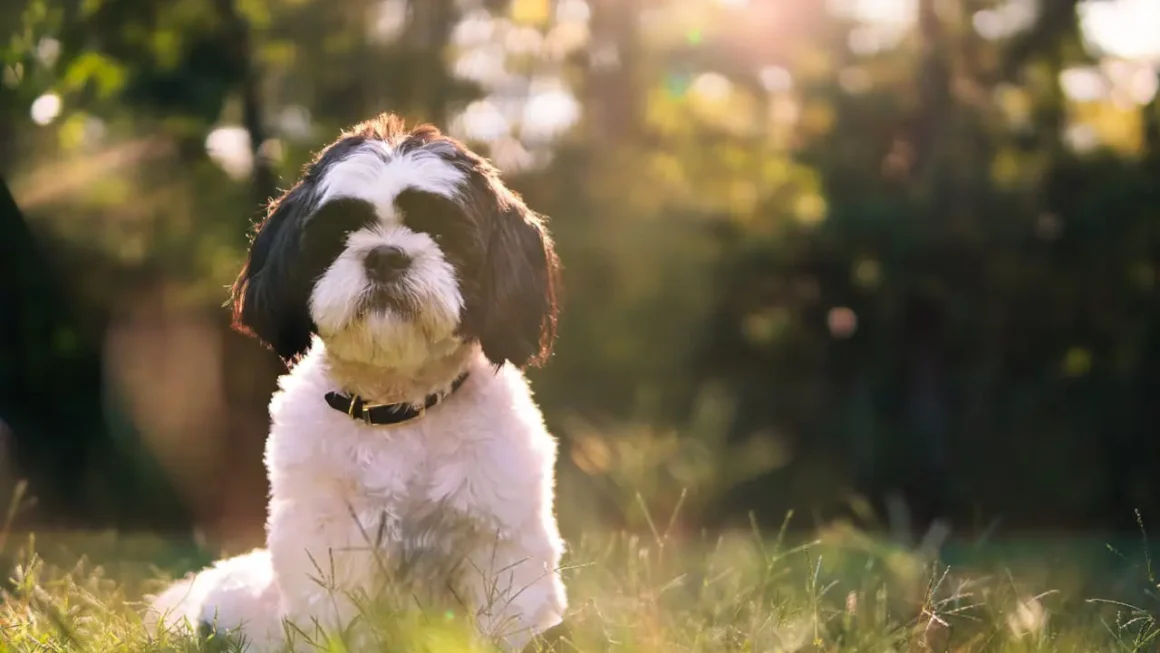 Pierwsza cieczka u suki – jak zmienia się zachowanie? Oto 6 typowych oznak!