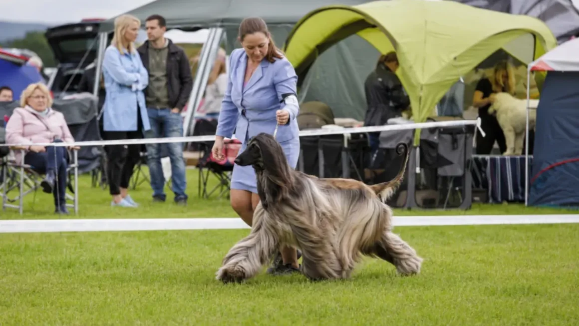 Międzynarodowa Wystawa Psów Koszalin 2026