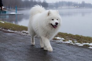 Najdroższe rasy psów – TOP 10 w Polsce i na świecie!